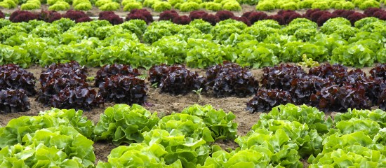 Un producteur qui commercialise des mélanges de salades dans la composition desquels entrent des produits qui ne sont pas issus de son exploitation ne peut pas bénéficier de l’exonération de cotisation foncière des entreprises.