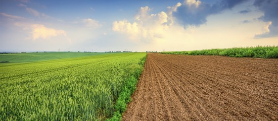 Le ministère de l’Agriculture a publié récemment le barème indicatif de la valeur vénale moyenne des terres agricoles en 2021