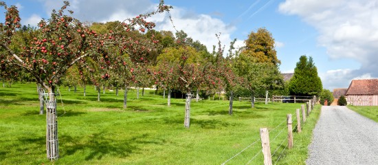 Pour la campagne 2017-2018, les producteurs de pommes à cidre peuvent bénéficier d’une aide de 1 000 € par hectare de vergers plantés.