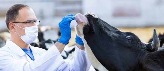 Les pouvoirs publics viennent de mettre en place un programme de surveillance et de lutte contre la diarrhée virale bovine (BVD).