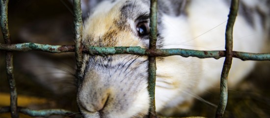 Le Parlement européen demande la suppression de l’élevage des animaux en cage d’ici 2027 ainsi que l’interdiction du gavage des oies et des canards.