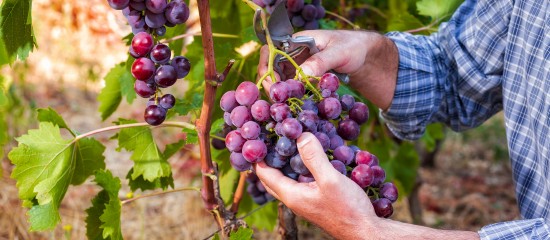 Les employeurs dont l’activité principale relève de la culture de la vigne peuvent bénéficier d’une exonération des cotisations sociales patronales dues sur les rémunérations versées en 2021.