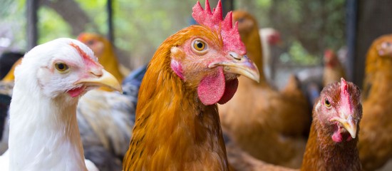 À l’heure où la France redevient officiellement indemne de grippe aviaire, une campagne de surveillance sérologique est actuellement menée au sein des élevages de volailles.