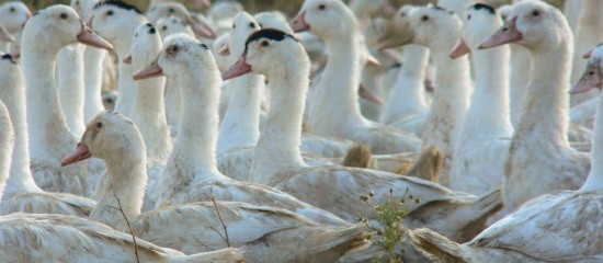 À la suite de la détection d’un cas de grippe aviaire dans le département des Ardennes, le ministre de l’Agriculture a décidé de relever le niveau de risque en la matière de « négligeable » à « modéré ».