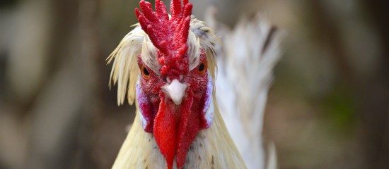 La liste des communes situées dans les zones à risque de diffusion du virus de la grippe aviaire ainsi que les mesures de biosécurité à respecter dans les élevages de volailles ont été récemment précisées.