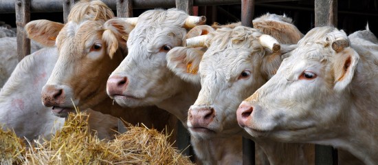 Les montants des aides bovines, ovines et caprines pour la campagne 2021 ont été dévoilés.