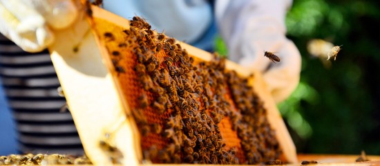 Les détenteurs de ruches doivent les déclarer le 31 décembre au plus tard.