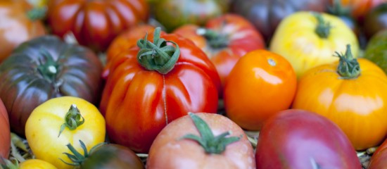 L’Union européenne vient d’imposer de nouvelles mesures pour éviter l’introduction et la propagation du virus ToBRFV de la tomate.