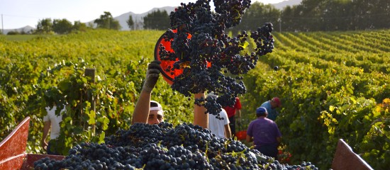 Les viticulteurs doivent déclarer leur récolte 2021 le 10 décembre au plus tard.