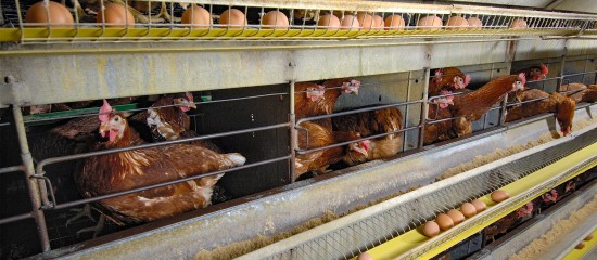 L’interdiction, prévue par la loi Egalim, de construire ou de réaménager tout bâtiment abritant des poules pondeuses en cage vient d’être précisée.