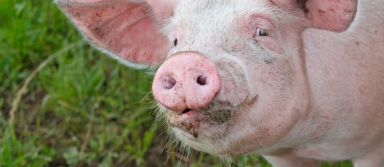 Les éleveurs de porcs peuvent bénéficier d’un report du paiement de leurs cotisations sociales et, le cas échéant, d’une prise en charge de ces cotisations. Des accompagnements initiés dans le cadre du plan d’urgence pour la filière porcine.