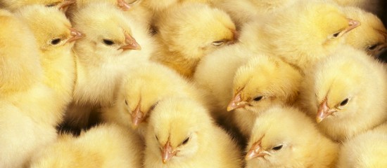 La mise à mort des poussins mâles dans la filière des poules destinées à la production d’œufs est désormais interdite, les accouveurs ayant jusqu’au 31 décembre 2022 pour changer leurs pratiques.
