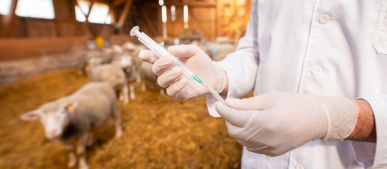 Depuis le 22 avril dernier, les importateurs de viande en provenance des pays tiers à l’Union européenne doivent veiller à ce qu’elles ne soient pas issues d’animaux à qui l’on a administré des médicaments antimicrobiens favorisant la croissance.