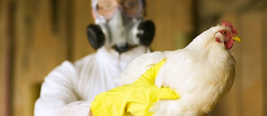 Les demandes d’indemnisation des pertes de non production subies par les éleveurs de volailles en raison des mesures de restriction prises avant le 31 mars 2022 pour tenter d’enrayer l’épizootie de grippe aviaire doivent être déposées au plus tard le 20 mai prochain.