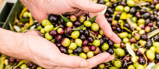 Les conditions de reconnaissance des organisations de producteurs dans le secteur des olives de table et de l’huile d’olive ont été précisées.