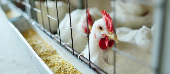 Dans la mesure où le nombre de foyers d’influenza aviaire continue d’augmenter en France et en Europe, le ministre de l’Agriculture a décidé de relever le niveau de risque en la matière de « modéré » à « élevé », entraînant ainsi un renforcement des mesures de prévention dans les élevages.