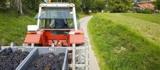 Les viticulteurs doivent déclarer leur récolte 2022 le 10 décembre au plus tard.