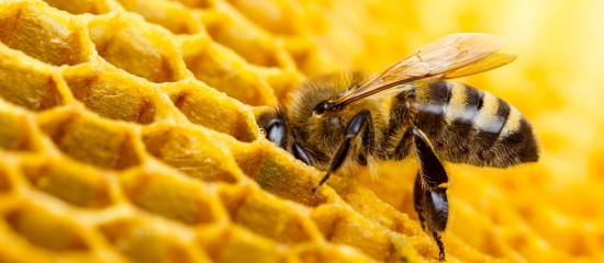 Comme chaque année, les détenteurs de ruches doivent les déclarer le 31 décembre au plus tard.