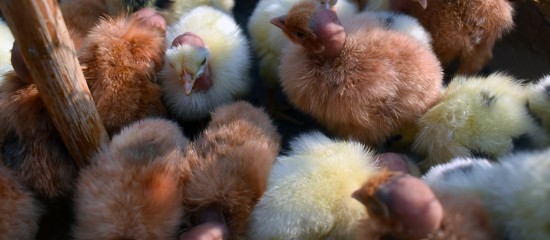 Selon le ministre de l’Agriculture, une avance de trésorerie sera prochainement versée aux éleveurs de volailles impactés par l’épizootie de grippe aviaire de 2021-2022. Pour la percevoir à compter de la mi-janvier, il convient de déposer une demande avant la fin de l’année.