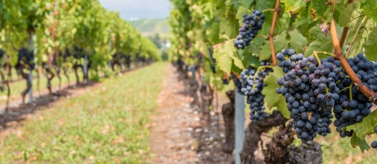 Pour soutenir la filière viticole, le ministre de l’Agriculture vient d’annoncer le lancement d’une campagne de distillation à l’été prochain.