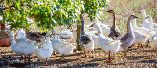 Aucun foyer d’influenza aviaire n’ayant été détecté dans les élevages en France depuis le 14 mars dernier, le ministère de l’Agriculture a décidé d’alléger les mesures de restriction et de surveillance mises en œuvre en novembre 2022.