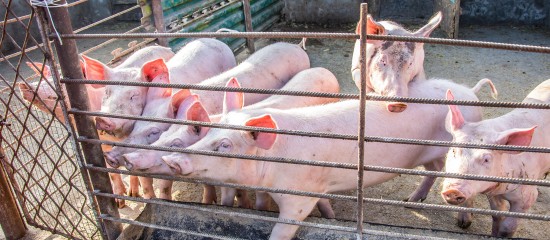 Avec l’agrément de 15 nouvelles entreprises françaises, les exportations de viande de porc vers la Chine pourraient augmenter de 10 %.