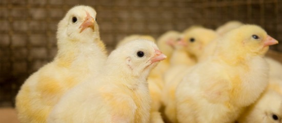 Alors que le virus de l’influenza aviaire continue à circuler en France, en particulier dans le Sud-Ouest, la voie vers une vaccination prochaine des volailles semble s’ouvrir.