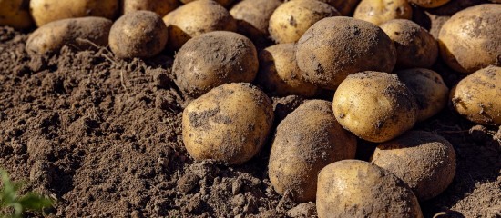 Pour pouvoir être couverts en cas de maladie ou de parasite de quarantaine, les producteurs doivent déclarer leurs surfaces en pommes de terre avant le 30 juin prochain.