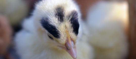 Face à la résurgence de l’influenza aviaire dans le Sud-Ouest du pays, de nouvelles modalités de soutien à la trésorerie des exploitations affectées ont été prises par les pouvoirs publics.