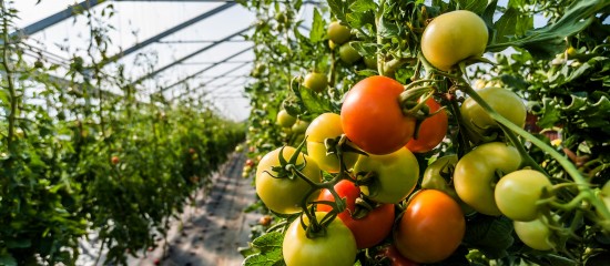Le Conseil d’État vient d’annuler la disposition qui interdisait la commercialisation en France pendant l’hiver des légumes bio d’été cultivés sous serres chauffées.