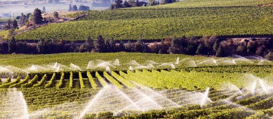 Changement climatique oblige, la date à partir de laquelle l’irrigation des vignes à raisins de cuve est interdite est reportée du 15 août au 15 septembre.