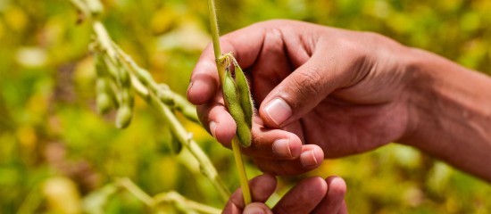 Les conditions relatives à la reconnaissance des organisations de producteurs dans le secteur du riz, des fourrages séchés et des oléagineux, protéagineux à graines, soja et légumes secs ont été déterminées.