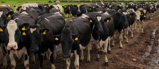 Dans le cadre du plan de reconquête de la souveraineté de l’élevage, les pouvoirs publics prévoient notamment une mesure de défiscalisation à hauteur de 150 € par vache.