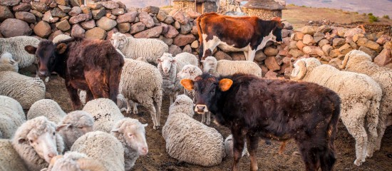 Les montants provisoires des aides bovines, ovines et caprines pour la campagne 2023 en métropole (hors Corse) ont été dévoilés.