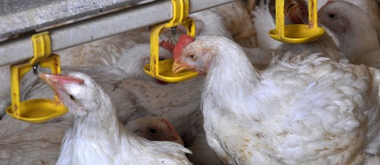 Après avoir été relevé de « négligeable » à « modéré » il y a quelques jours, le niveau de risque en matière de grippe aviaire vient d’être porté à « élevé ». La mise à l’abri des volailles dans les élevages redevient donc obligatoire.