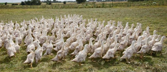 Qualifié « d’élevé » depuis le 5 décembre dernier, le niveau de risque de grippe aviaire vient d’être abaissé à « modéré ». La sortie de certaines volailles en parcours extérieur redevient donc possible, mais sous conditions.