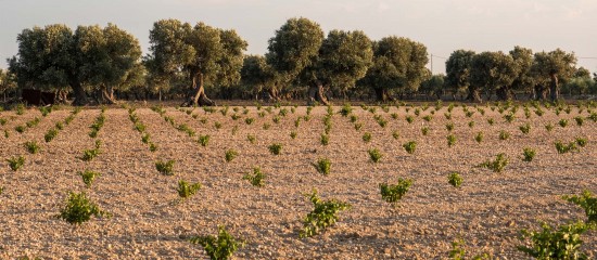 Les demandes d’autorisation de plantations nouvelles de vignes pour 2024 doivent être déposées le 15 mai prochain au plus tard.