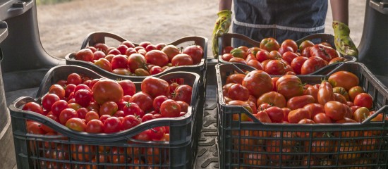 Les montants unitaires de six nouvelles aides, dites « couplées », végétales, notamment de celles à la production de fruits destinés à la transformation, ont été fixés pour la campagne 2023.