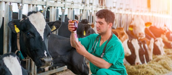 Le dernier rapport sur la surveillance des médicaments vétérinaires en post-AMM de l’Agence nationale du médicament vétérinaire (ANMV) vient d’être publié. Il annonce pas moins de 83 déclarations de ruptures de médicaments vétérinaires en 2021.