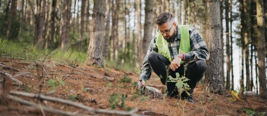 Les modalités d’accès des experts forestiers aux données cadastrales relatives aux propriétés inscrites en nature de bois et forêts viennent d’être précisées.