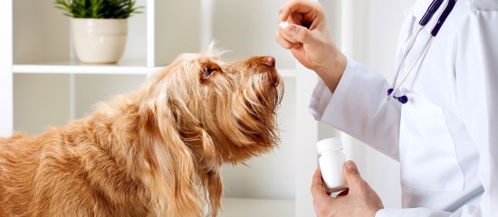 L’index des médicaments vétérinaires autorisés en France est en ligne