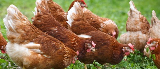 Une formation en ligne sur l’influenza aviaire