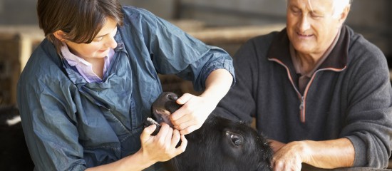 L’Europe adopte de nouvelles règles pour l’élevage