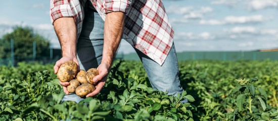 Jusqu’au 31 décembre 2022, les employeurs agricoles qui recrutent des travailleurs occasionnels ont droit à une exonération de la part patronale des cotisations et contributions sociales dues sur leur rémunération.