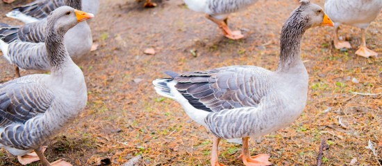 Aviculteurs : le risque de grippe aviaire repasse au niveau modéré - Une dynamique d’infection dans l’avifaune sauvage a conduit le ministre de l’Agriculture à relever le niveau de risque en matière de grippe aviaire de « négligeable » à « modéré »