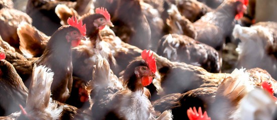 Aviculture : indemnisation des éleveurs victimes de la grippe aviaire - Le solde de l’indemnisation due aux éleveurs impactés par l’épizootie de grippe aviaire en 2022-2023 devrait être versé au cours du mois de janvier.
