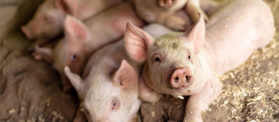 Élevage porcin : un plan pour mieux prévenir la peste porcine africaine - Inquiet de la progression de la peste porcine africaine  en Europe