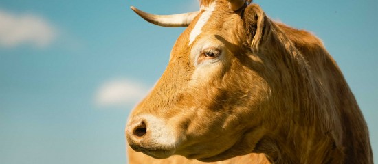 Élevage bovin : montants de l’aide 2023 - Les montants définitifs de l’aide bovine pour la campagne 2023 en métropole (hors Corse) sont connus.